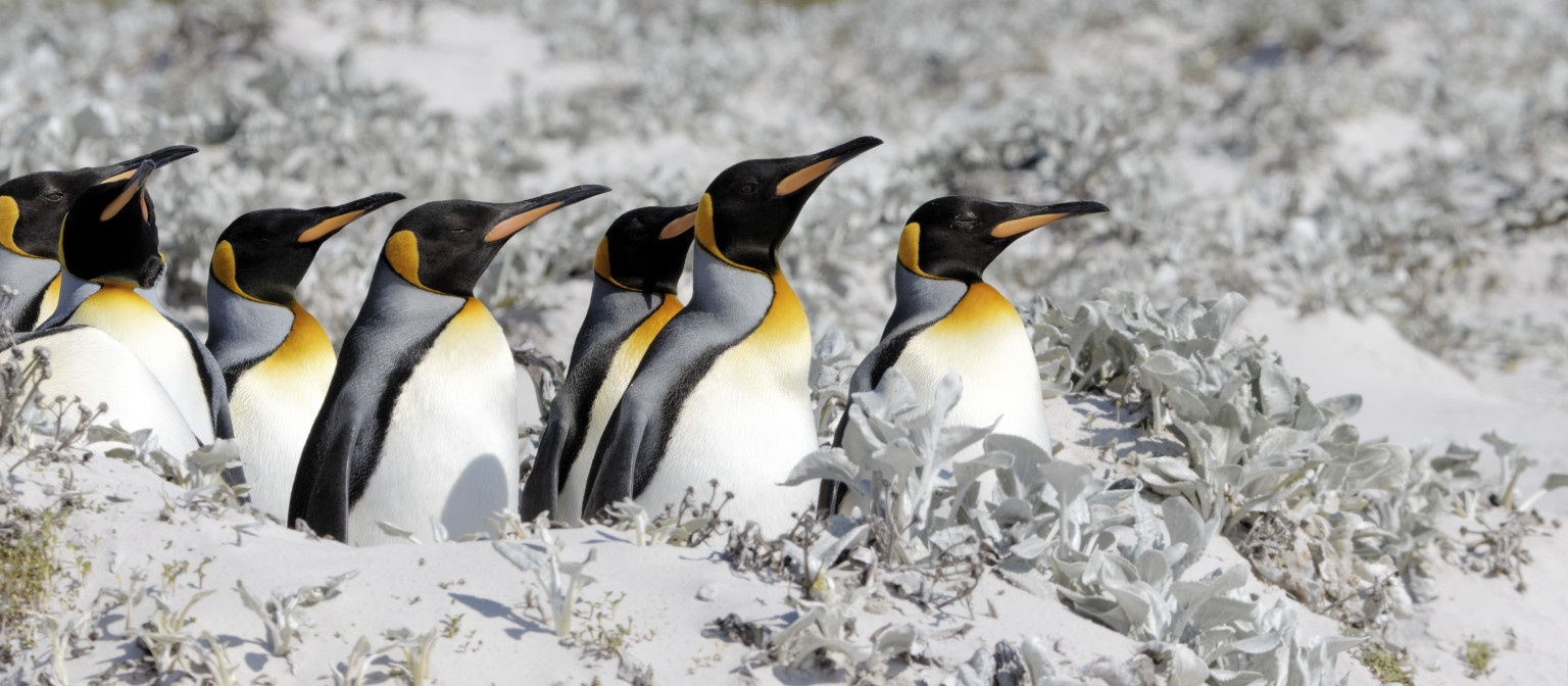 King penguins