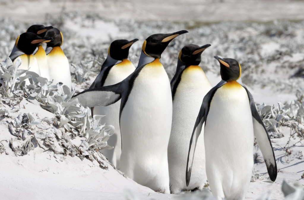 King penguins