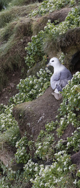 Northern Fulmar