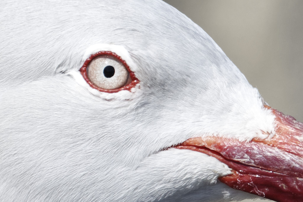 Dolphin gull