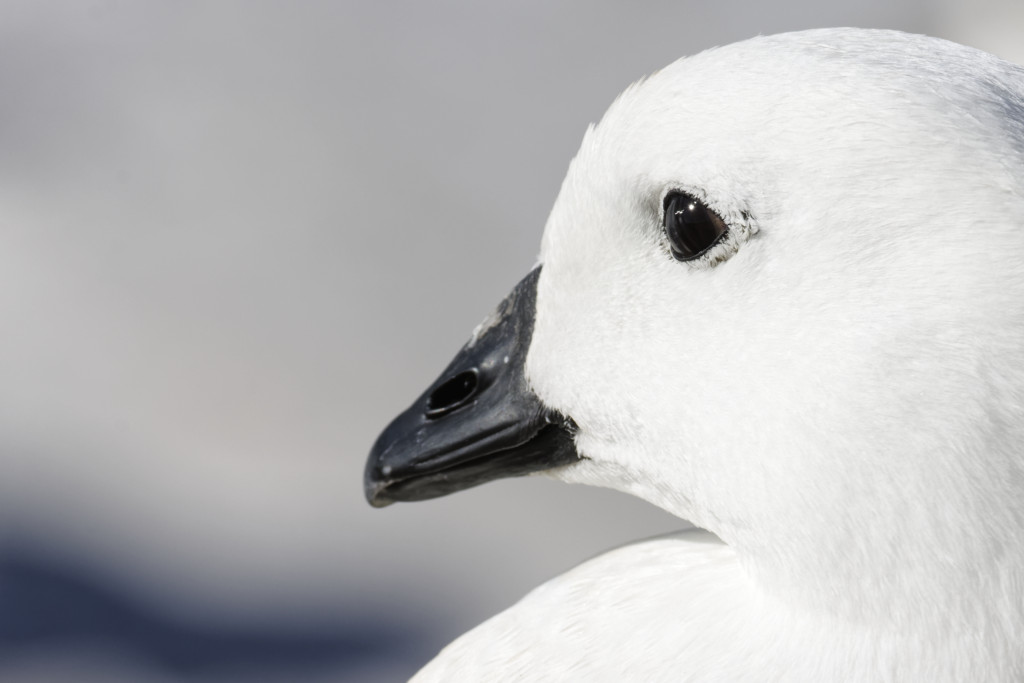 Kelp goose