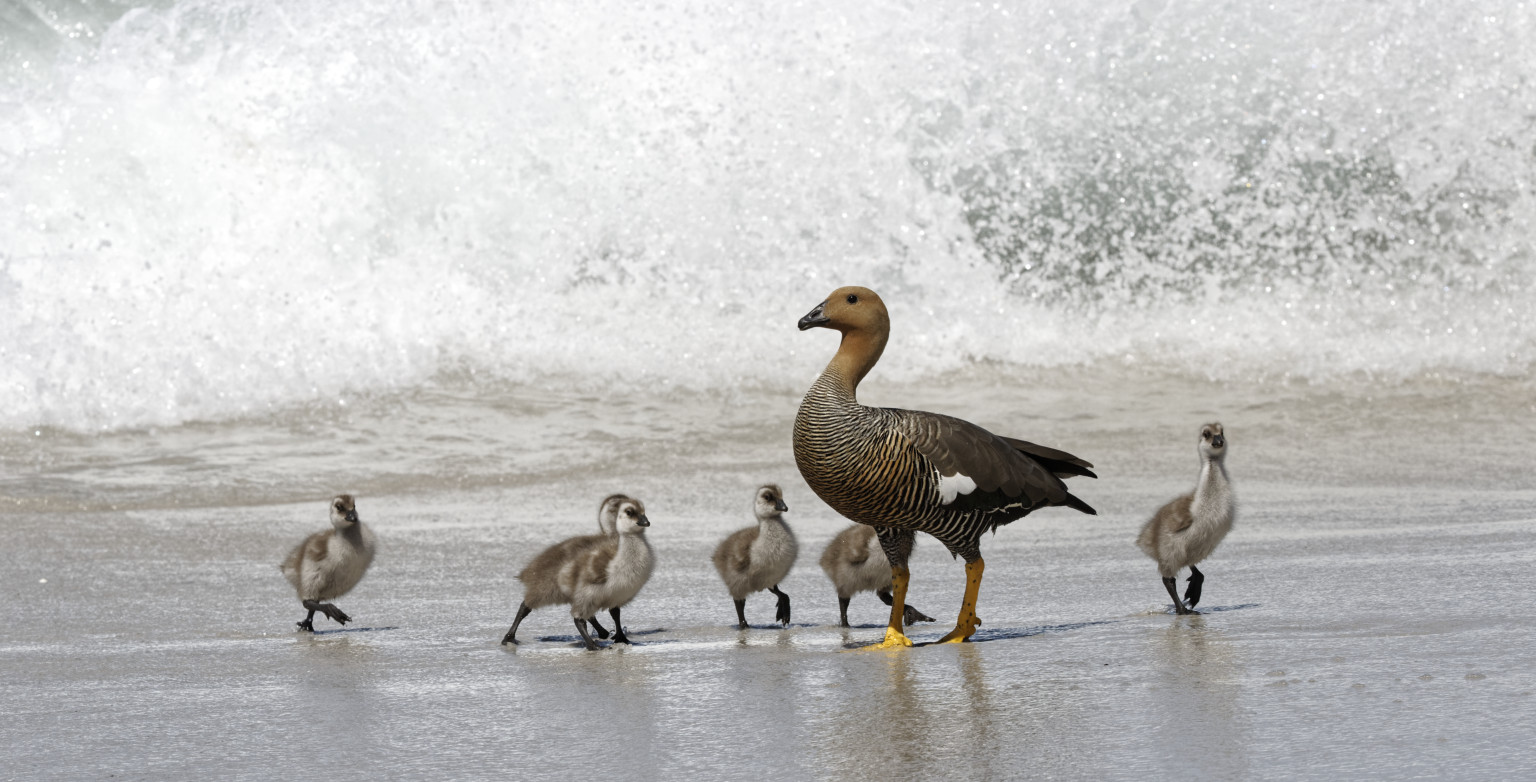 Upland geese