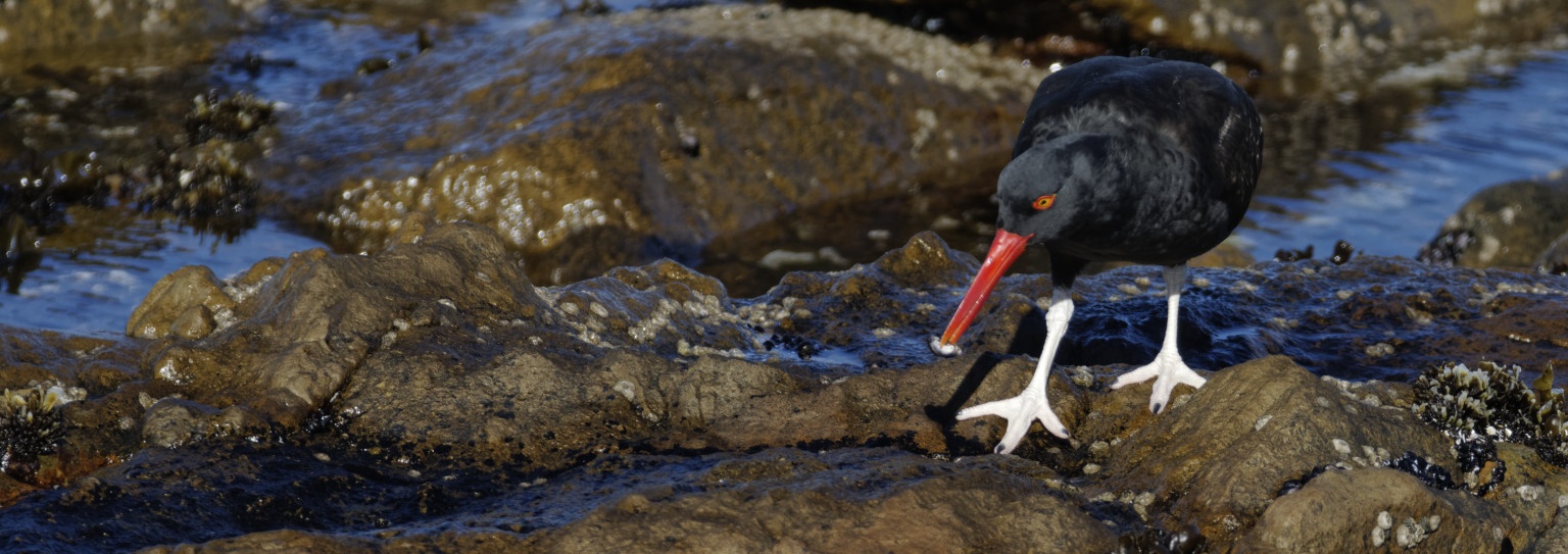 Blackish oystercatcher