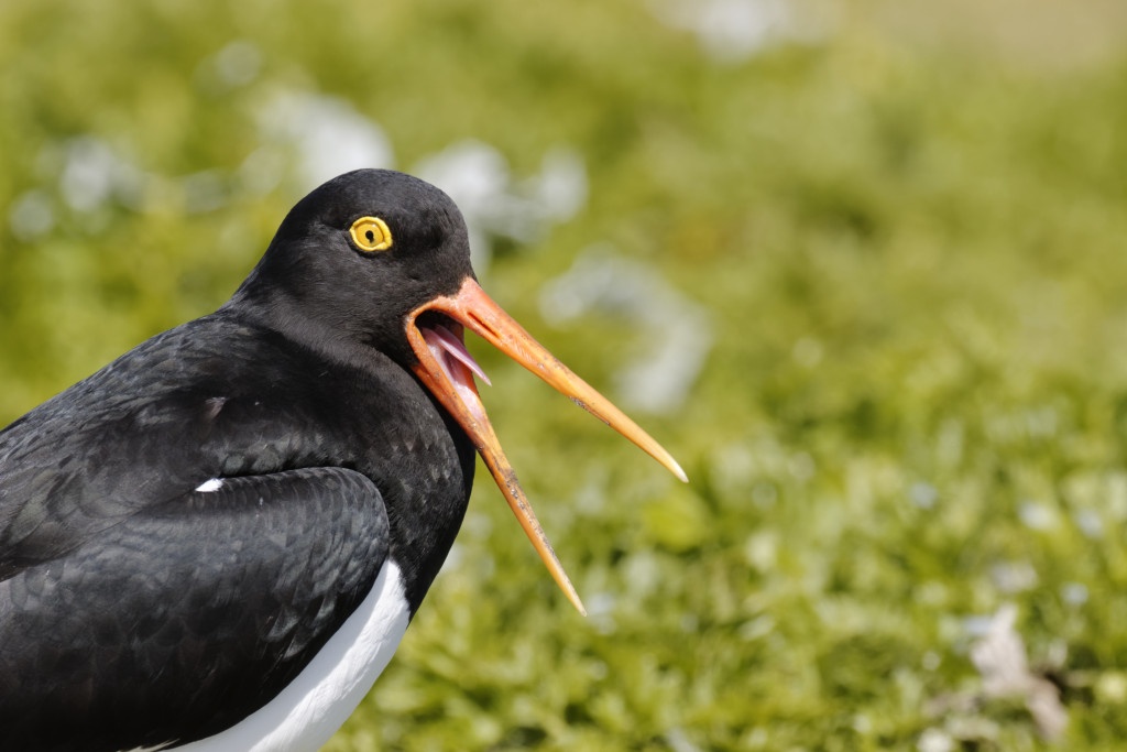 Magellanic oystercatcher