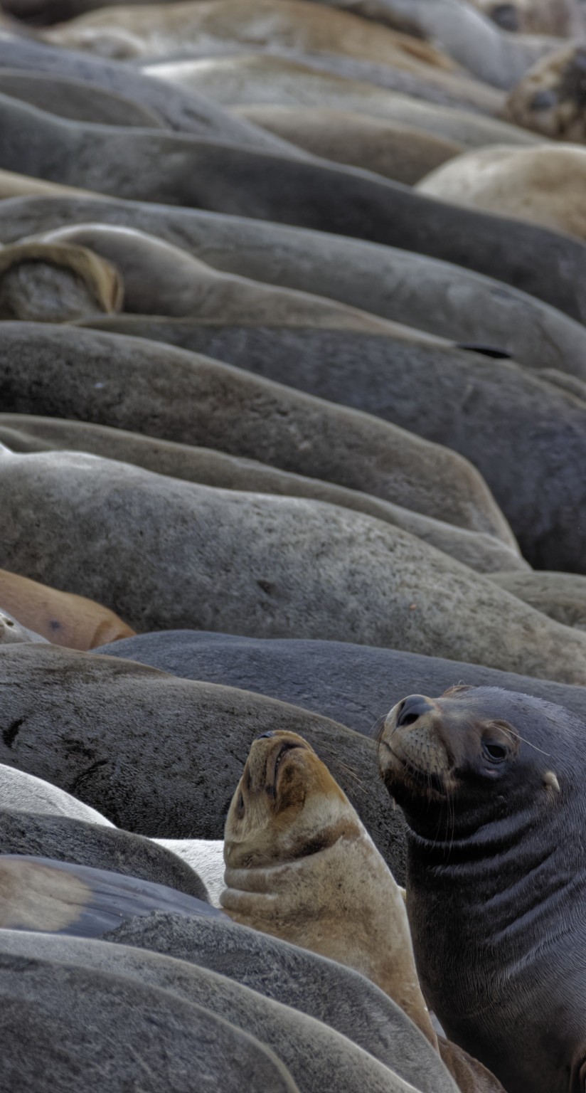 Sea lion