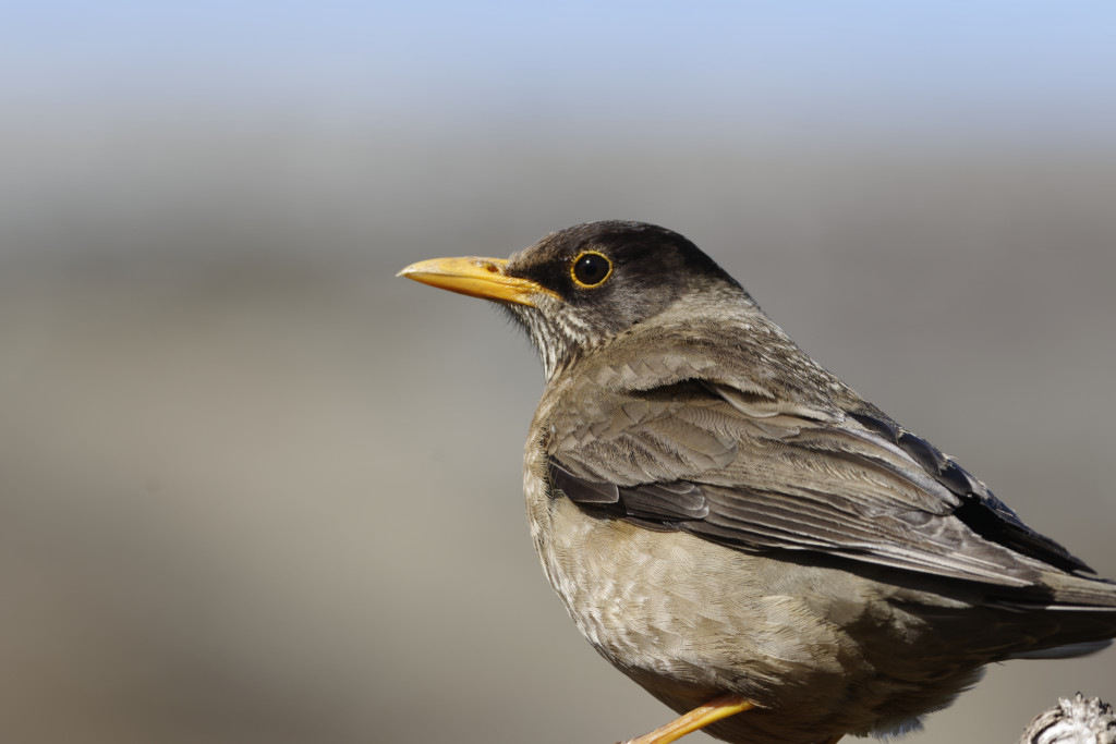 Austral thrush