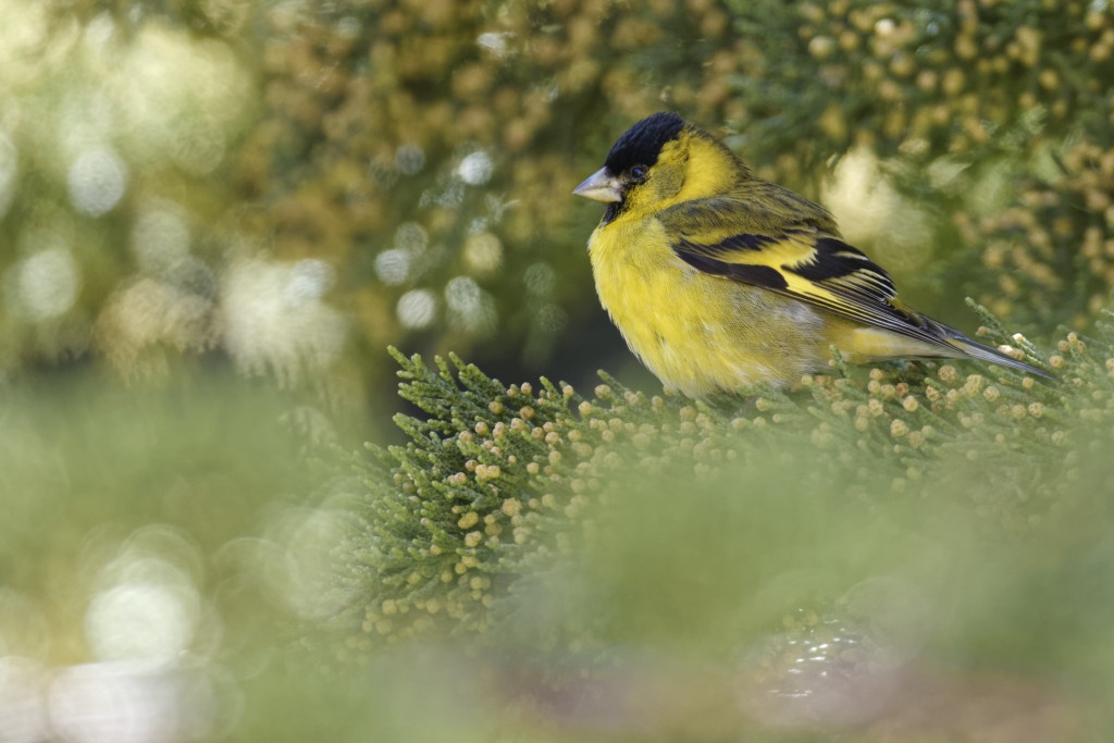 Black-chinned siskin