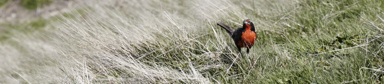Long-tailed meadowlark