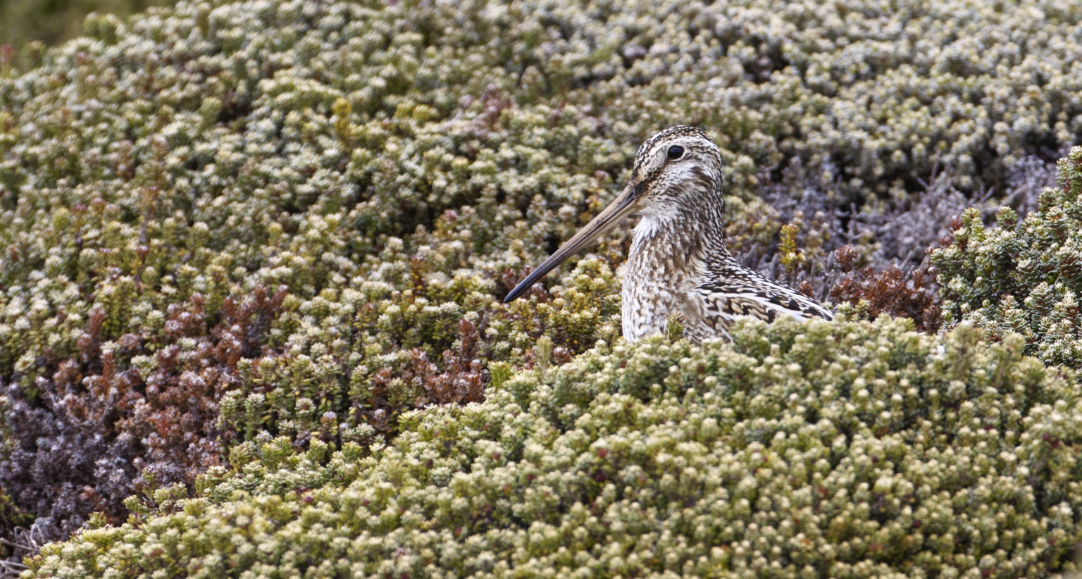 South American Snipe