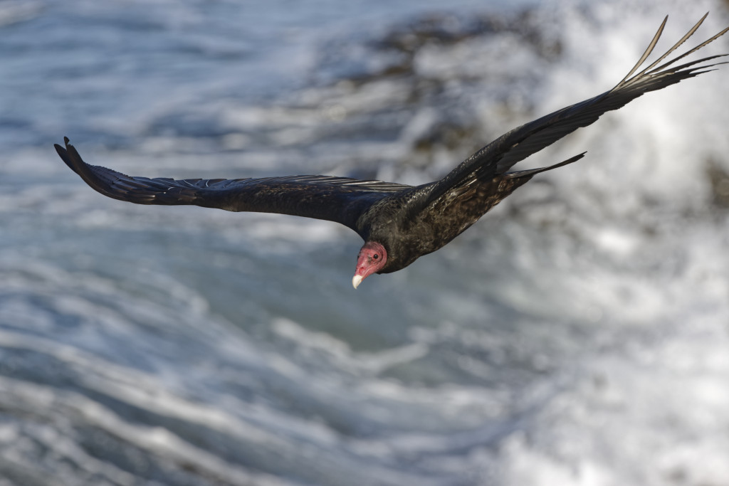 Turkey vulture