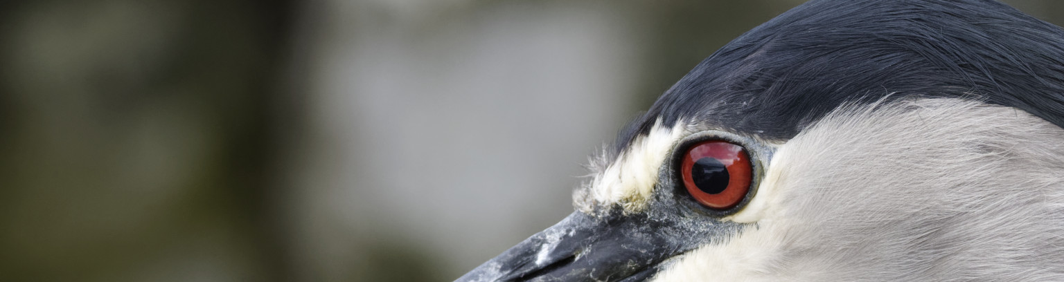 Black-crowned night heron, eye