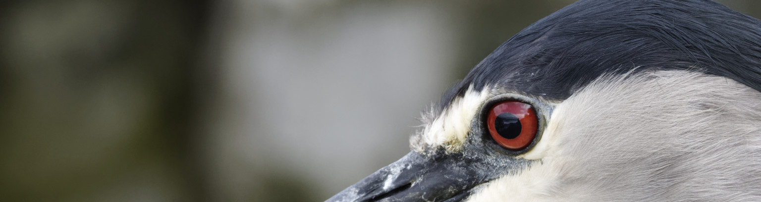 Black-crowned night heron