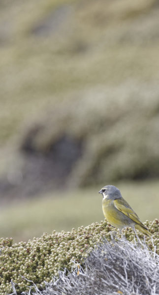 Black-throated (canary-winged) finch