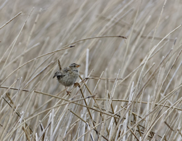 Cobb's wren