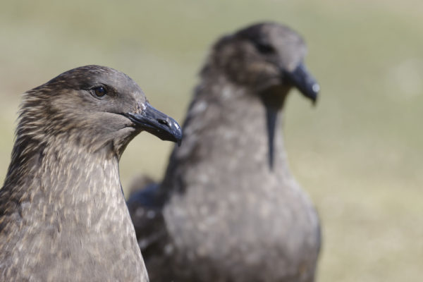 Great skua