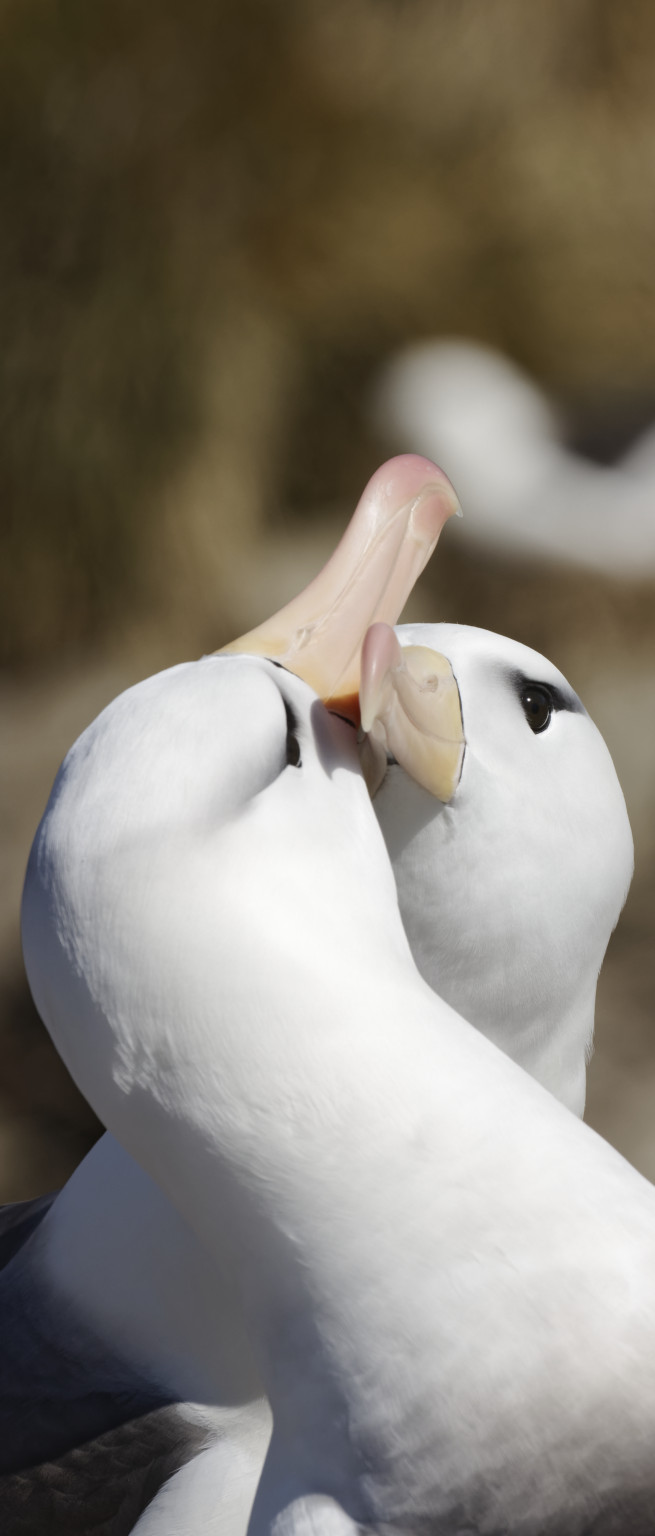 French kiss of the albatross