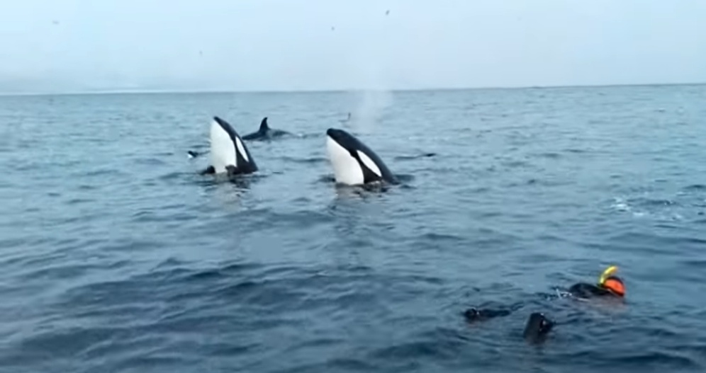 Orcas, videos I loved