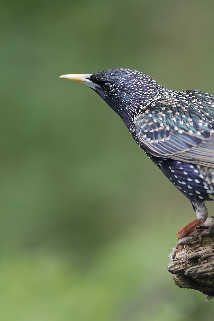 Common starling