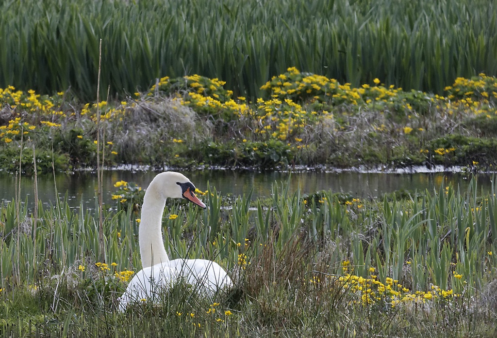 Mule swan