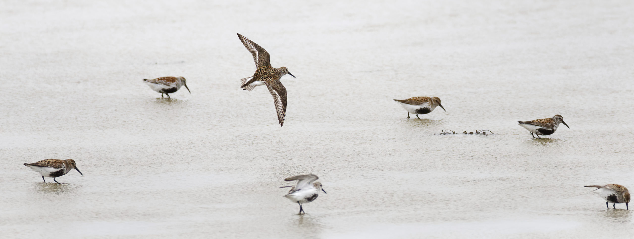 Scottish birds