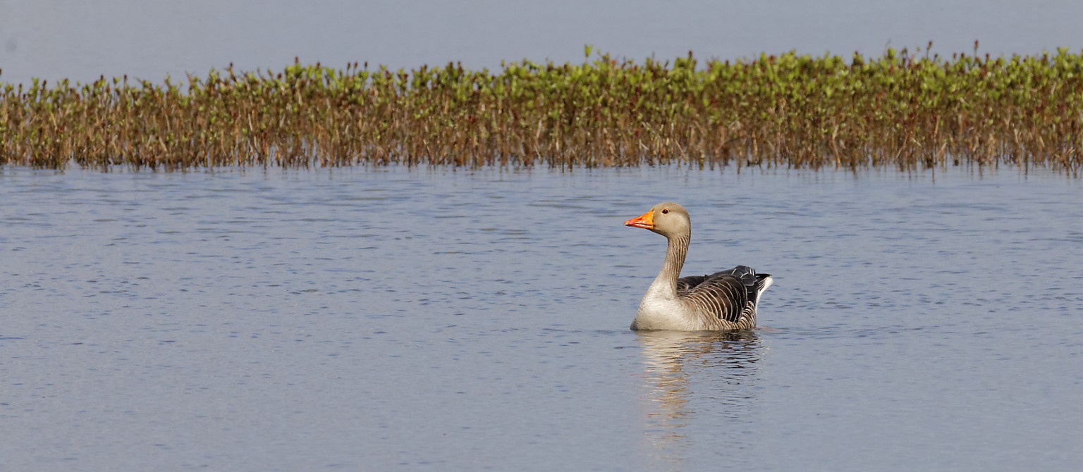 Greylag Goose