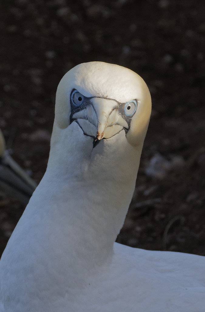 Northern Gannet