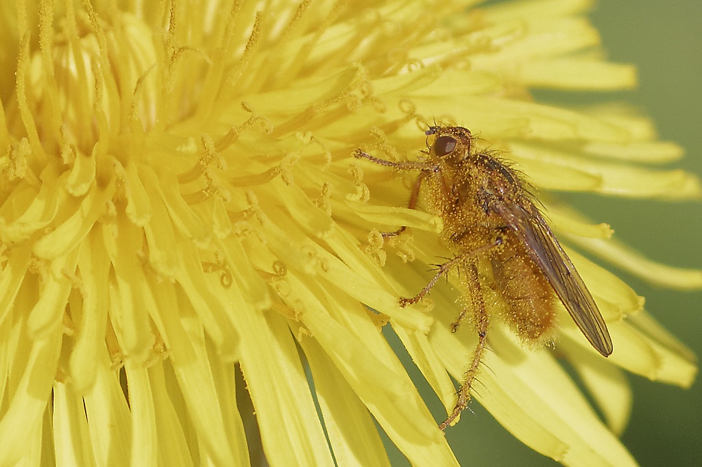 Scotland: A fly in a flower