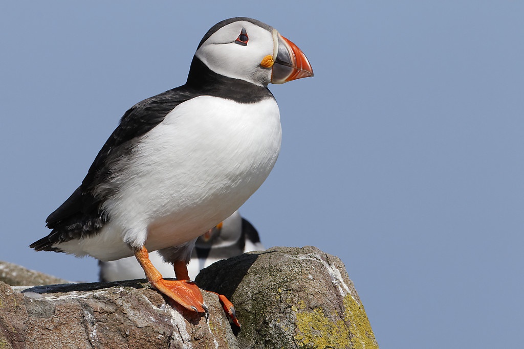 Atlantic Puffin