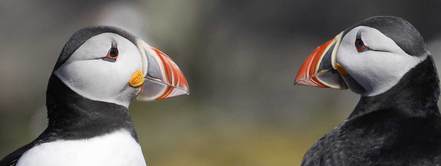 Atlantic Puffin