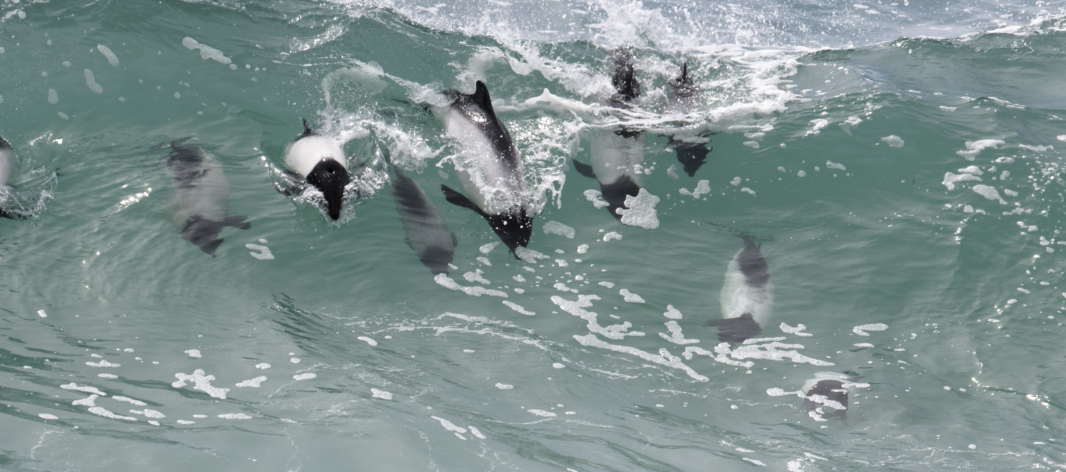 Commerson's dolphins