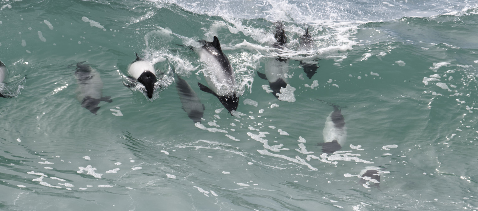 Commerson’s dolphin