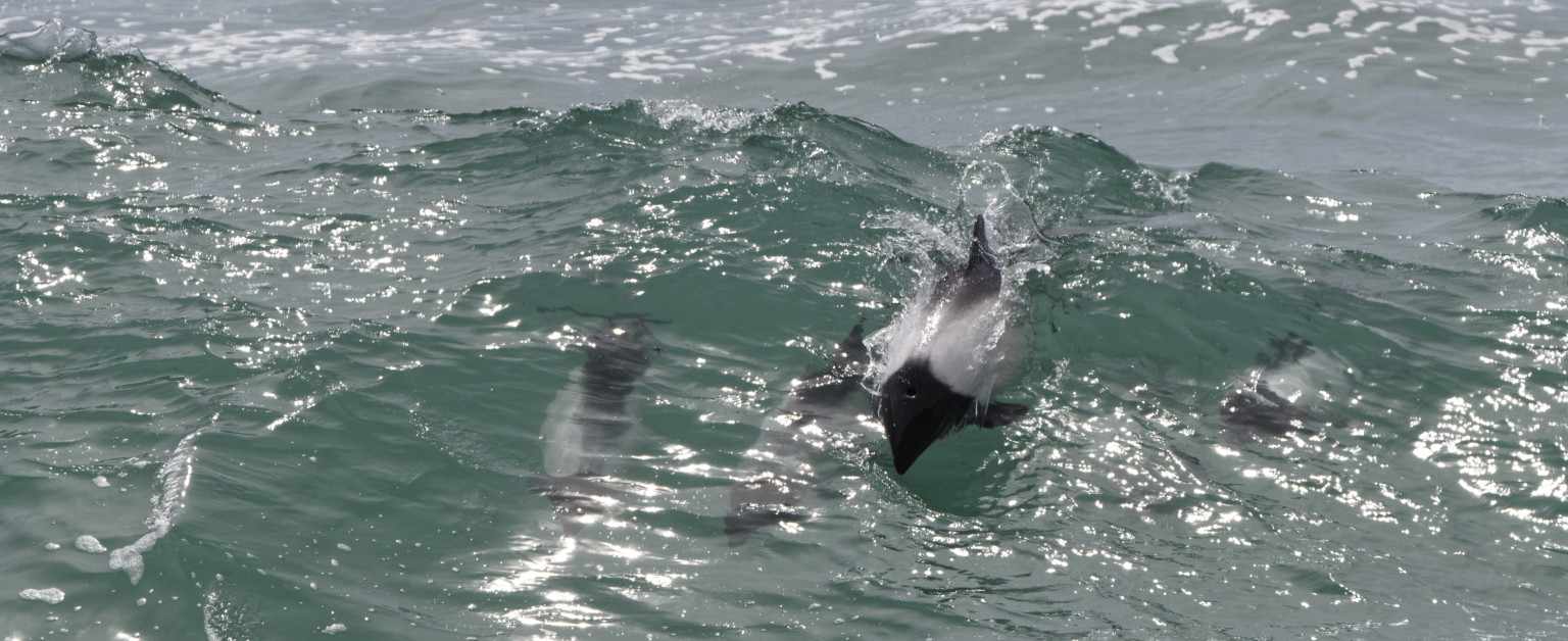 Commerson’s dolphins