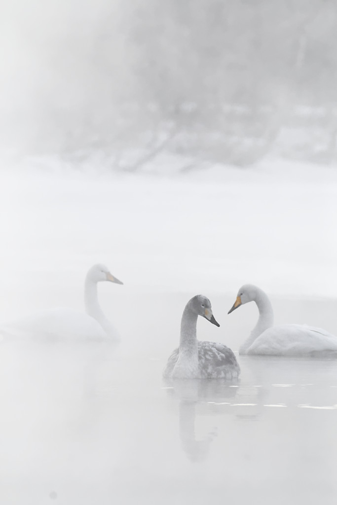 Whooper swans