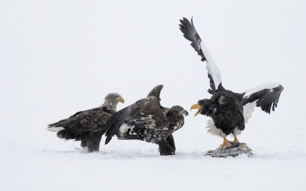 Eagles fighting