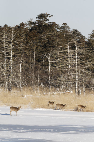 Sika deer