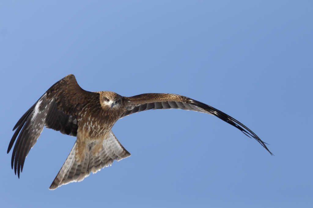 Black kite