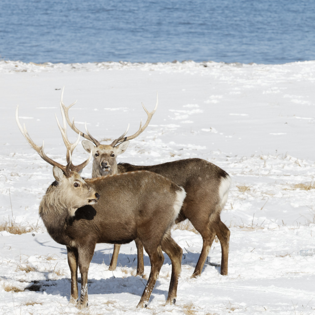 Sika deer