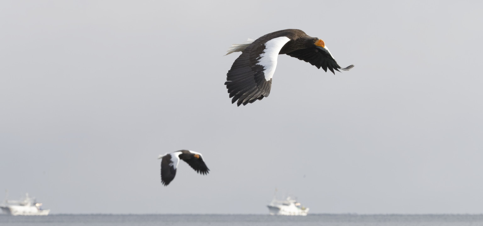 Steller's sea eagles