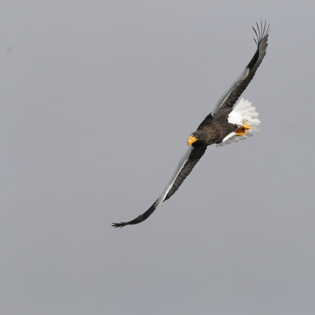 Steller’s sea eagle