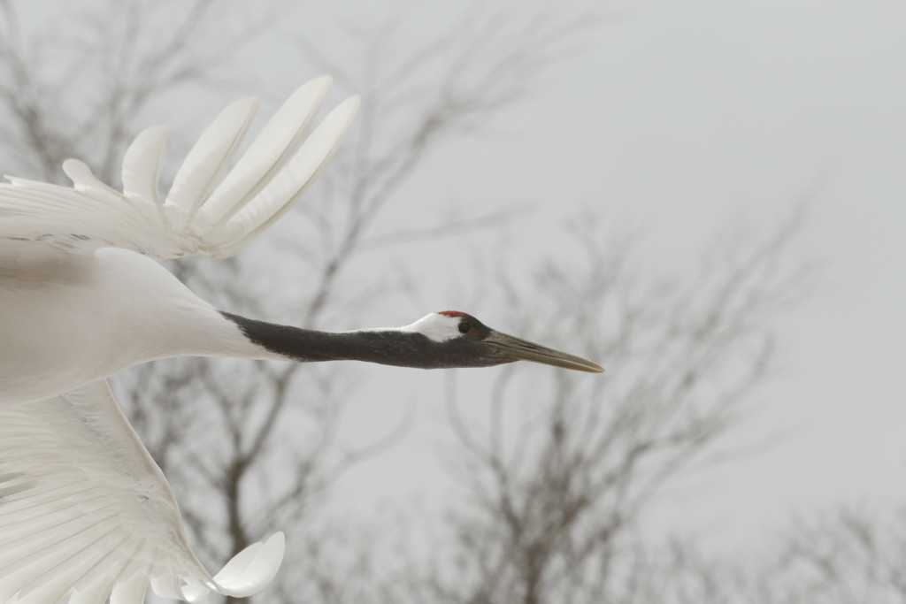 Red-crowned crane (Grus japonensis), also called the Manchurian crane or Japanese crane