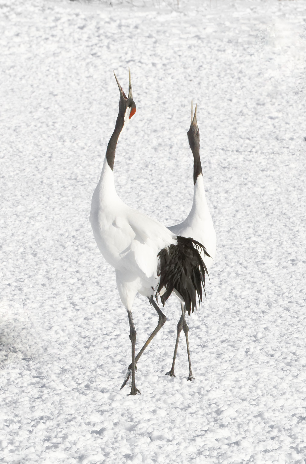 Red-crowned crane (Grus japonensis), also called the Manchurian crane or Japanese crane