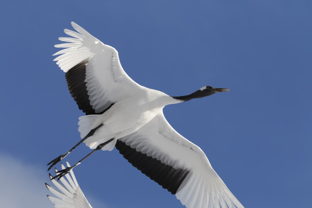 Red-crowned crane (Grus japonensis), also called the Manchurian crane or Japanese crane