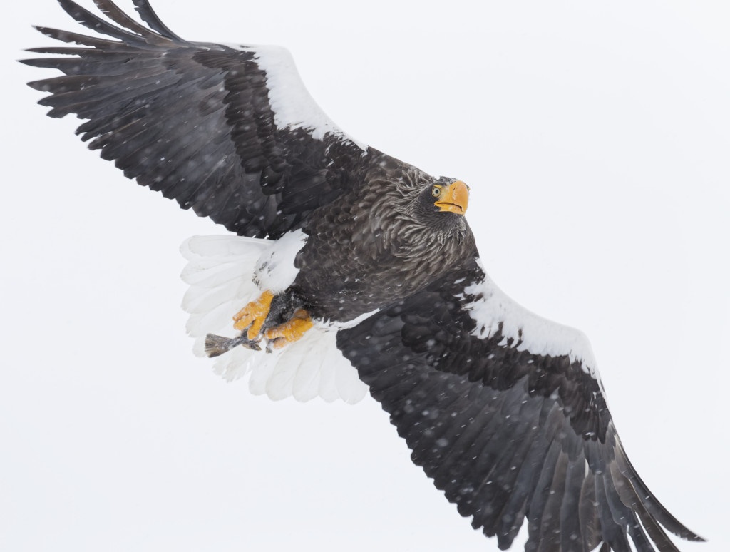 Steller sea eagle