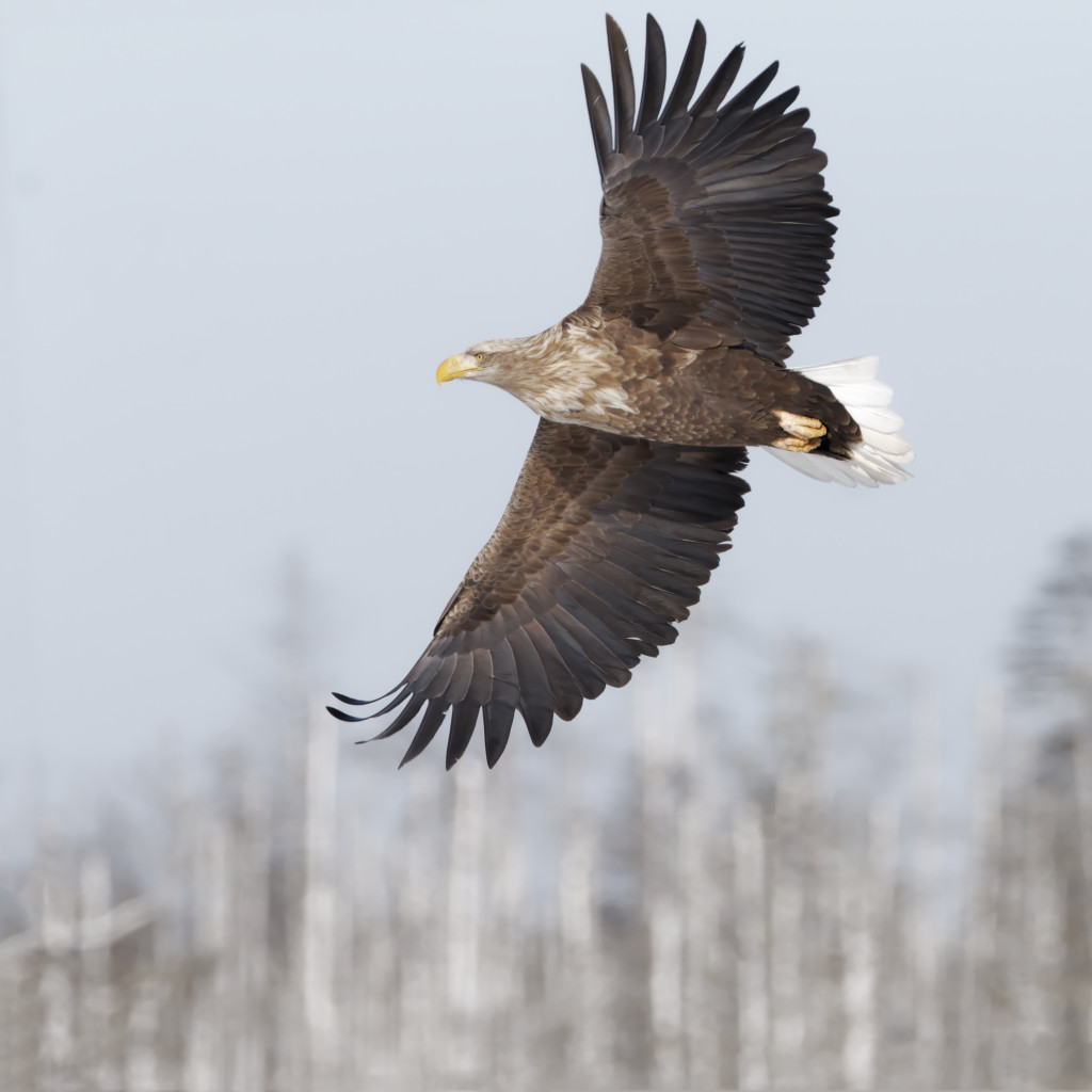 White-tailed sea eagle