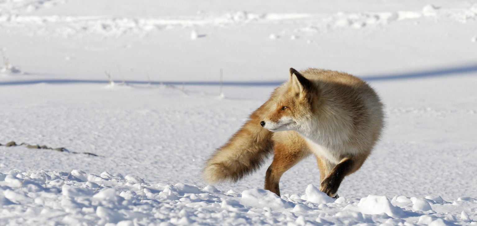 Kitsune, or red fox