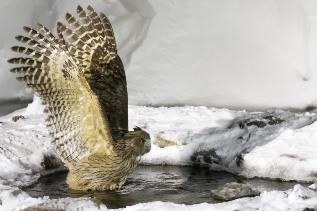 Blakiston’s fish owl