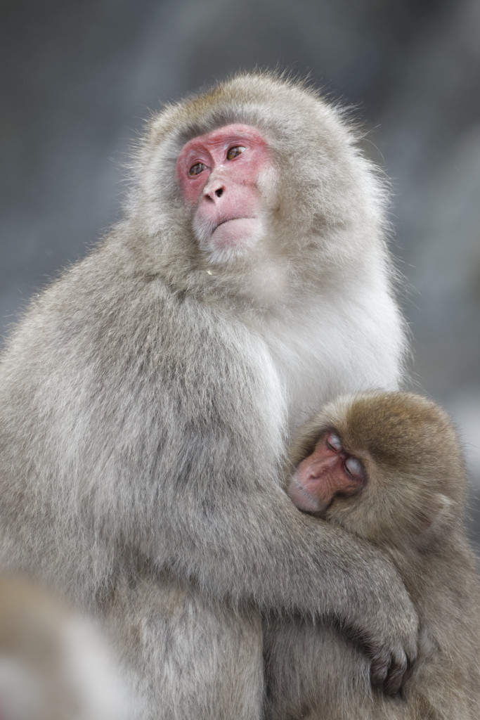 Snow monkeys, Japanese macaques