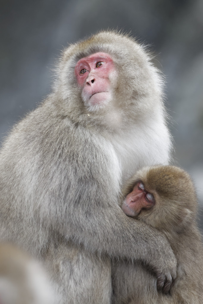 Snow monkeys in the mountain