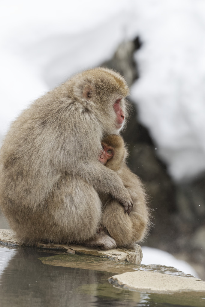 Snow monkeys, Japanese macaques