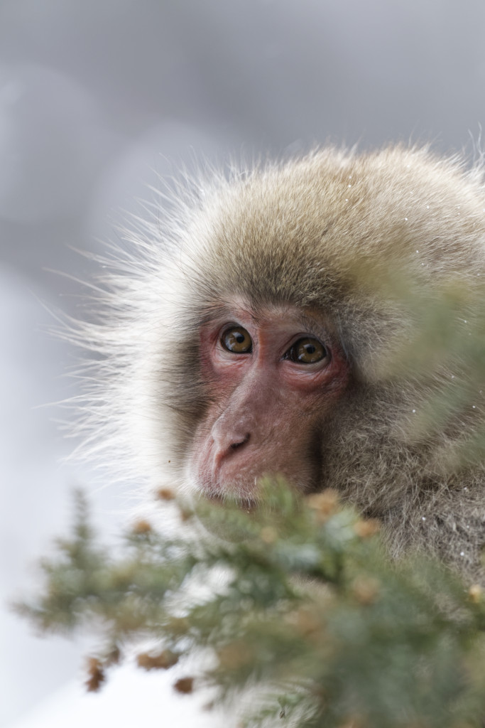 Snow monkey, Japanese macaque